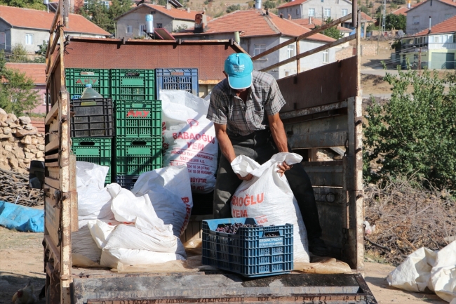 Toroslar'da pekmez zamanı